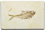 Detailed Fossil Fish (Diplomystus) - Wyoming #345388-1
